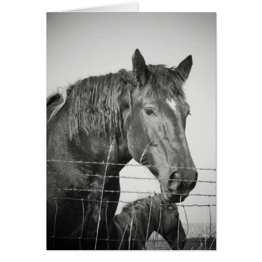 Horses Behind the Fence in Black and White Cards (Front)
