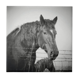 Horses Behind the Fence in Black and White Ceramic Tile