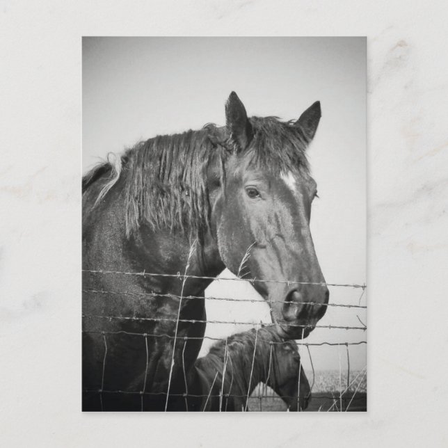 Horses Behind the Fence in Black and White Postcard (Front)