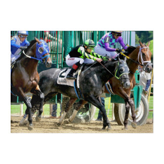 Horses Breaking from the Starting Gate - Saratoga Acrylic Print