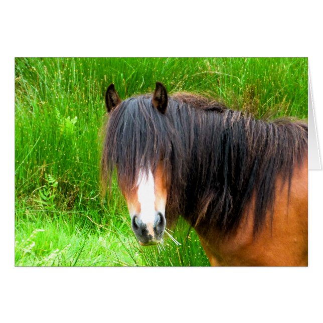 HORSES CARD (Front Horizontal)