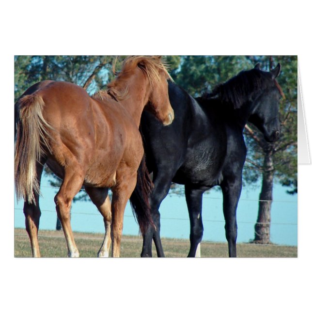 Horses Cards (Front Horizontal)