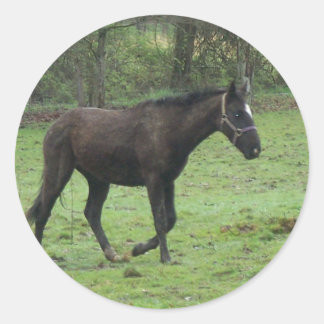 Horses! Classic Round Sticker
