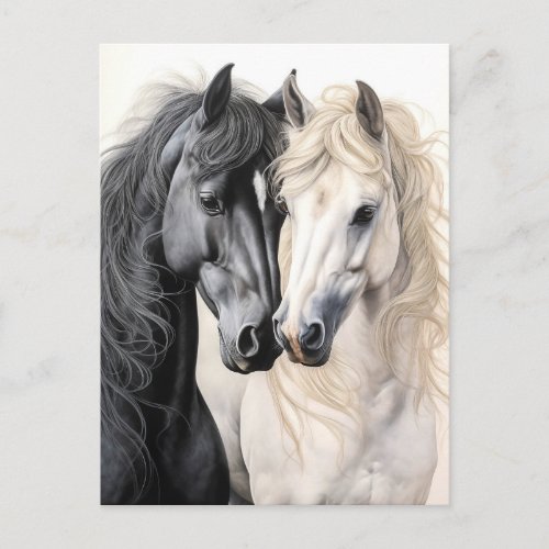 Horses Couple Black and White Horse Postcrossing  Postcard