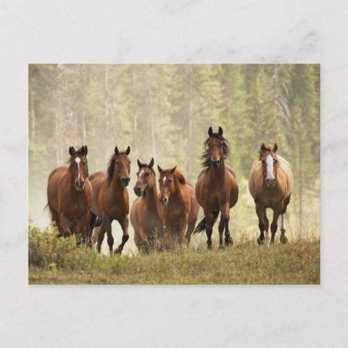 Horses cresting small hill during roundup 2 postcard