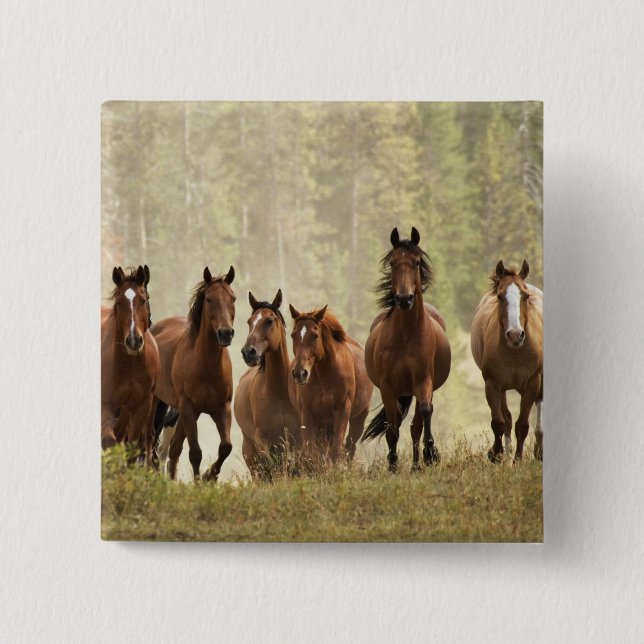 Horses cresting small hill during roundup button (Front)