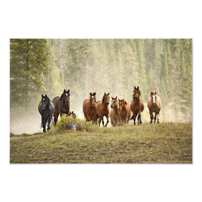 Horses cresting small hill during roundup, photo print (Front)