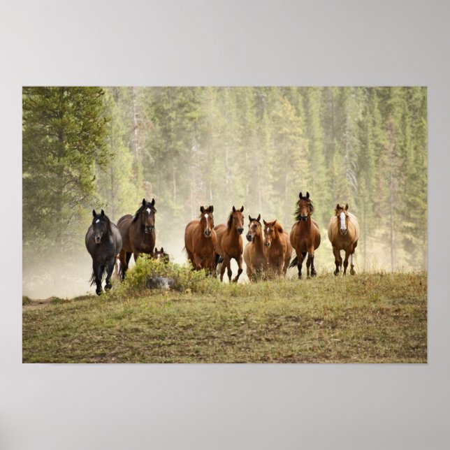 Horses cresting small hill during roundup, poster (Front)