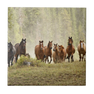 Horses cresting small hill during roundup tile