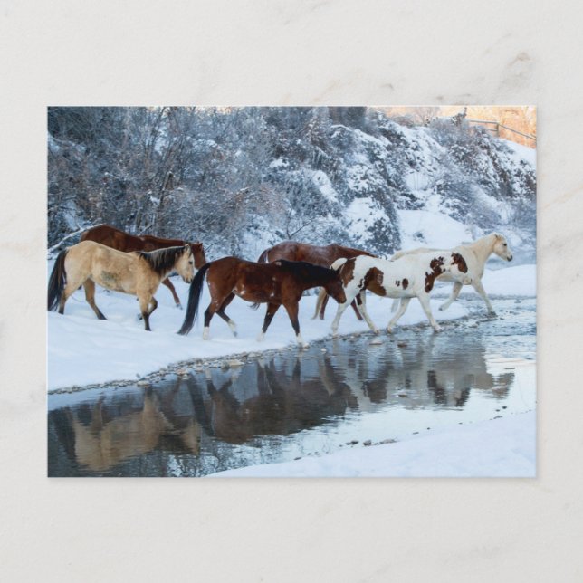 Horses Crossing the Creek Postcard (Front)
