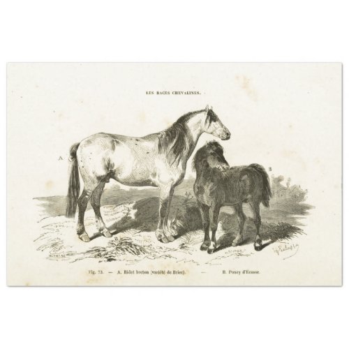 Horses Ephemera Decoupage Vintage French Pony Tissue Paper