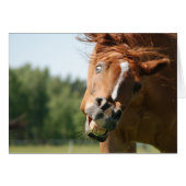 Horse's Funny Face Captured (Front Horizontal)