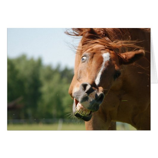 Horse's Funny Face Captured Cards (Front Horizontal)