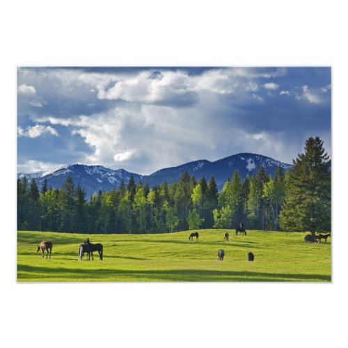 Horses graze in pasture near Whitefish Photo Print