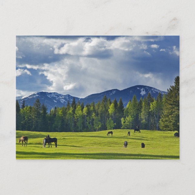 Horses graze in pasture near Whitefish, Postcard (Front)