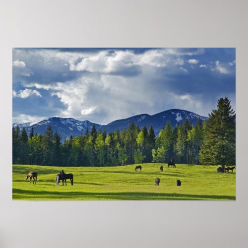 Horses graze in pasture near Whitefish Poster