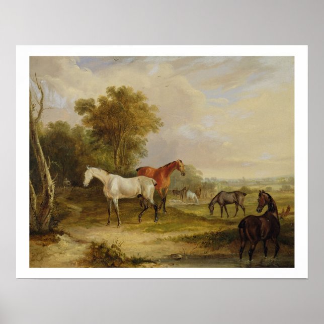 Horses Grazing: A Gray Stallion grazing with Mares Poster (Front)