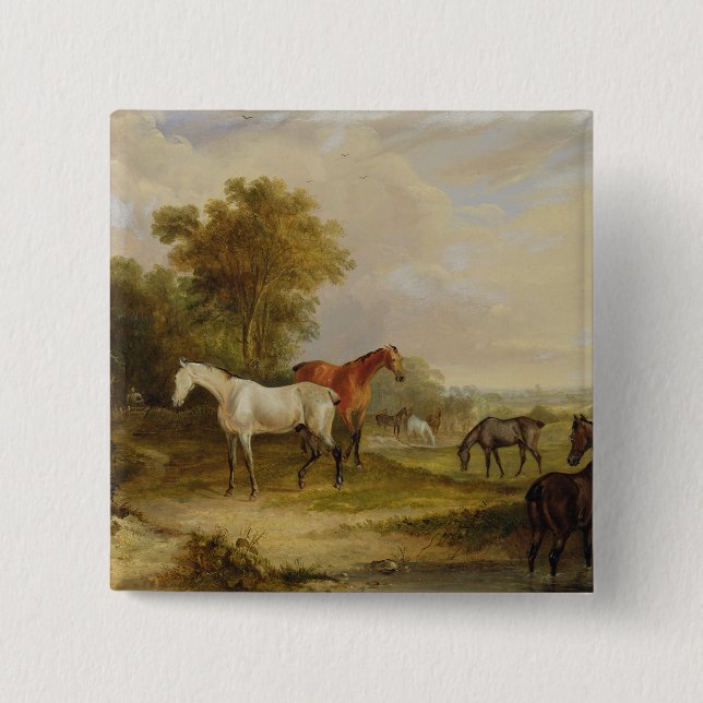Horses Grazing: A Grey Stallion grazing with Mares Button (Front)