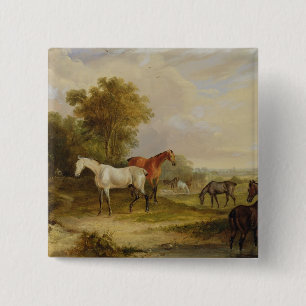 Horses Grazing: A Grey Stallion grazing with Mares Button