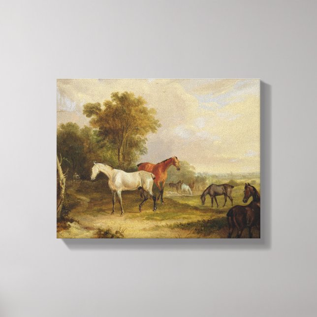 Horses Grazing: A Grey Stallion grazing with Mares Canvas Print (Front)