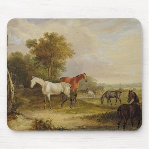 Horses Grazing A Grey Stallion grazing with Mares Mouse Pad