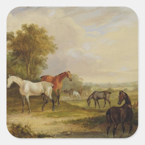 Horses Grazing A Grey Stallion grazing with Mares Square Sticker