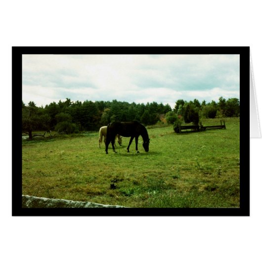 Horses Grazing Cards (Front Horizontal)