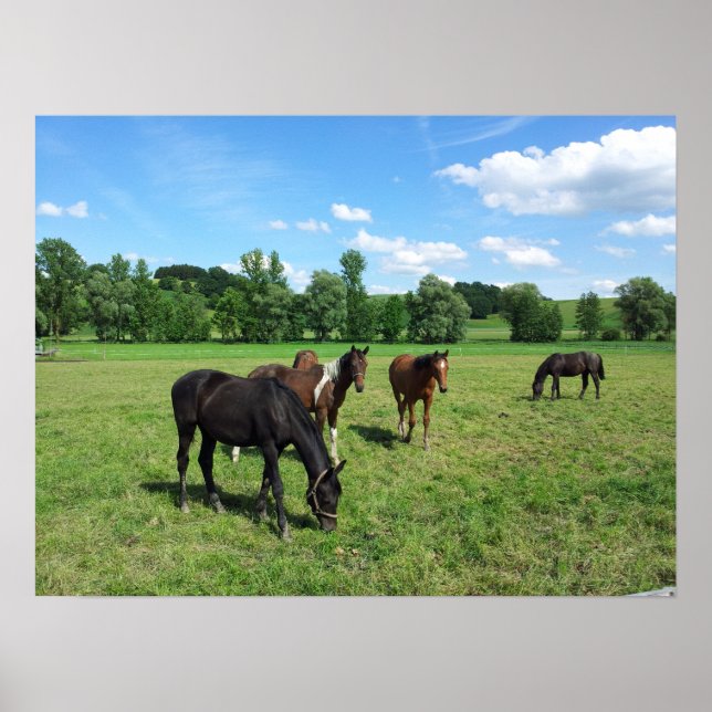 Horses Grazing in a Green Pasture Poster (Front)