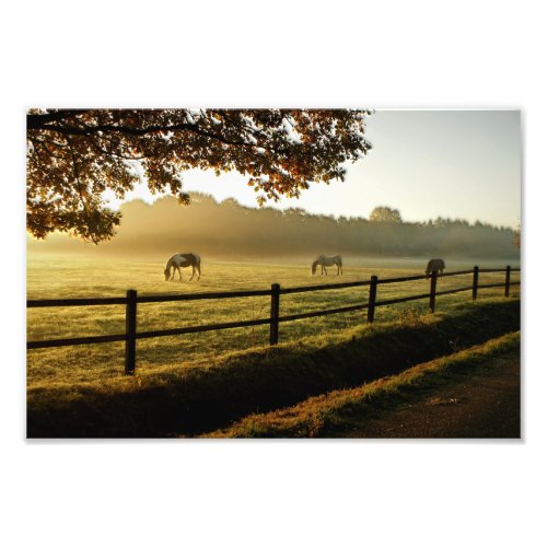 Horses Grazing in Sunrise Pasture Photo Print