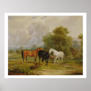 Horses Grazing: Mares and Foals in a Field (oil on Poster