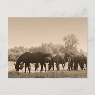 Horses Grazing- Sepia Toned Photograph Postcard