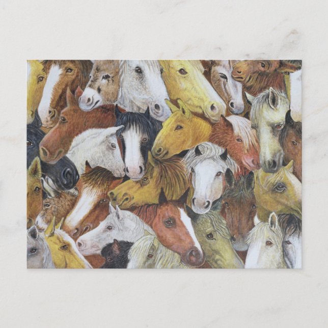 Horses Horses Postcard (Front)