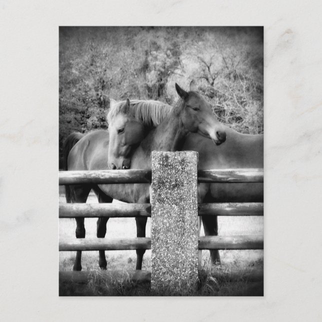 Horses Hugging - Horse Love Photograph Postcard (Front)