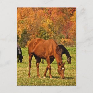 Horses in Autumn 2023 Calendar on Back Postcard
