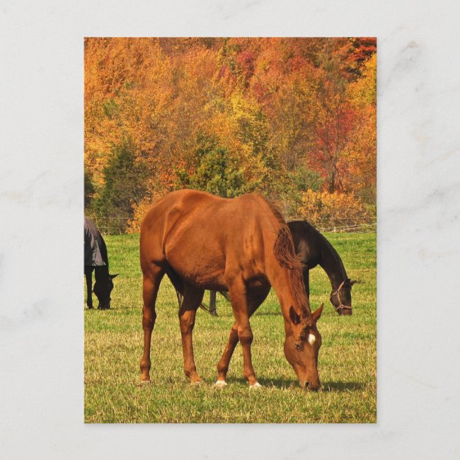 Horses in Autumn 2024 Calendar on Back Postcard