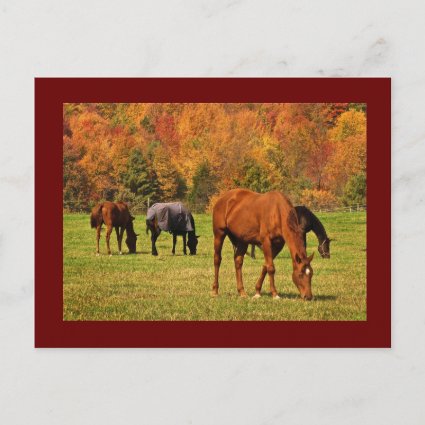 Horses in Autumn 2025 Calendar on Back Postcard