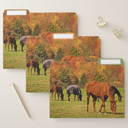 Horses in Autumn File Folder Set