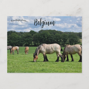Horses in Durbuy Belgium Postcard
