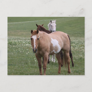 Horses in Field Postcard