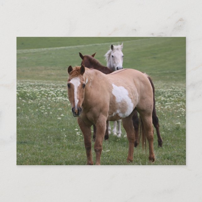 Horses in Field Postcard (Front)