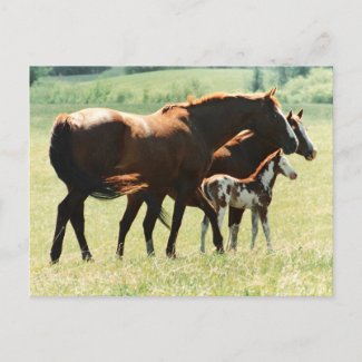 Horses in Field with Baby Colt