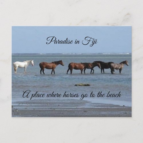 Horses in Fiji Postcard