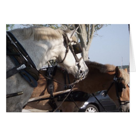 Horses in Harness Cards (Front Horizontal)