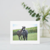 Horses in Love (Standing Front)