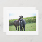 Horses in Love (Front/Back)