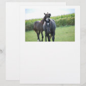 Horses in Love (Front/Back)