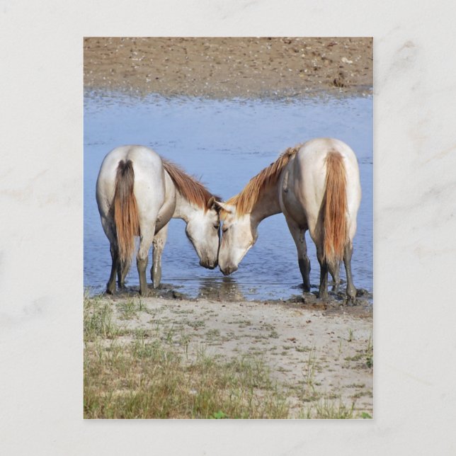 HORSES IN LOVE POSTCARD (Front)