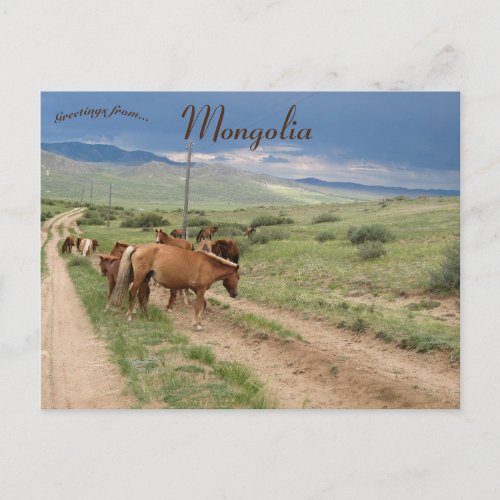 Horses in Mongolia Postcard