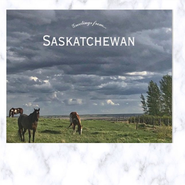 Horses in Mortlach Saskatchewan Canada Postcard (Creator Uploaded)