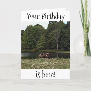 HORSES IN PASTURE ARE GREAT FOR YOUR BIRTHDAY CARD